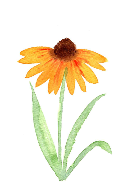 Black-Eyed Susan